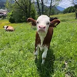 Wimmhof Sankt Martin am Tennengebirge