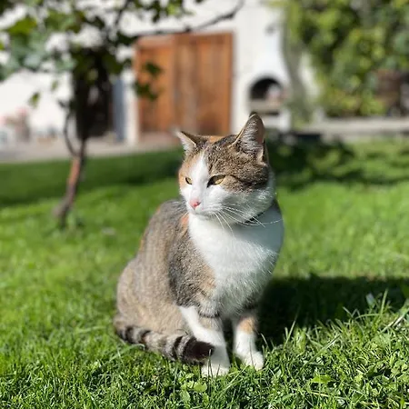 Wimmhof アパート *