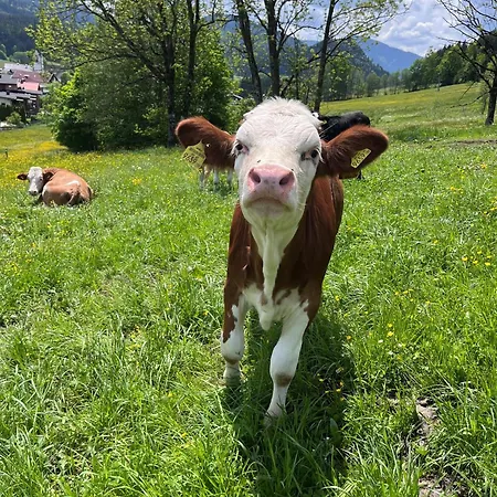Wimmhof Sankt Martin am Tennengebirge