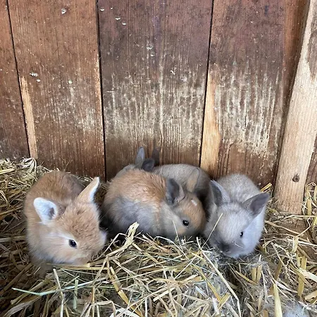 Wimmhof アパート