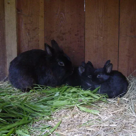 Wimmhof Διαμέρισμα Sankt Martin am Tennengebirge